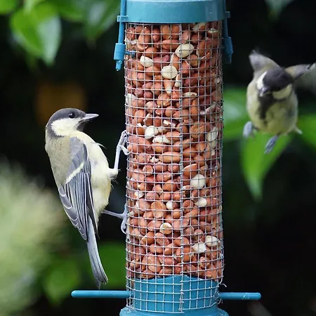 Oda ve Kahvaltı Ivy Killarney