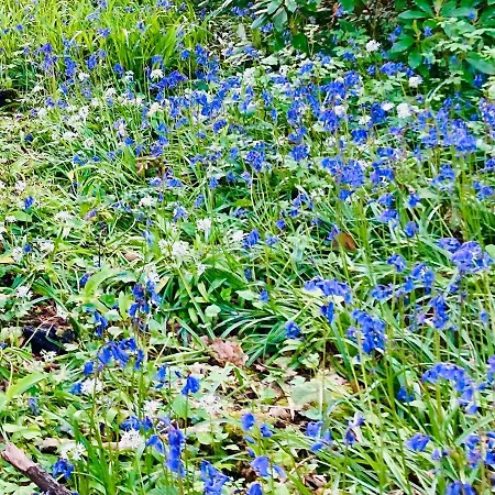 Oda ve Kahvaltı Ivy