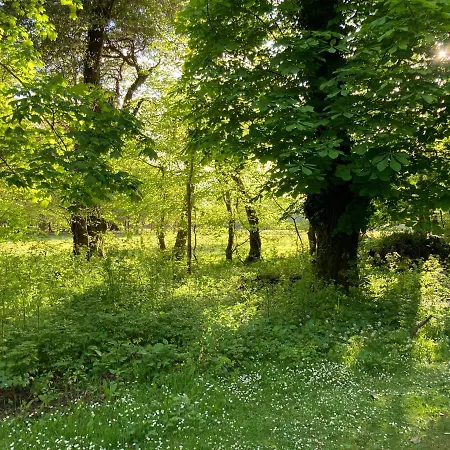 Ivy Oda ve Kahvaltı *