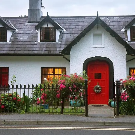 Ivy * Killarney