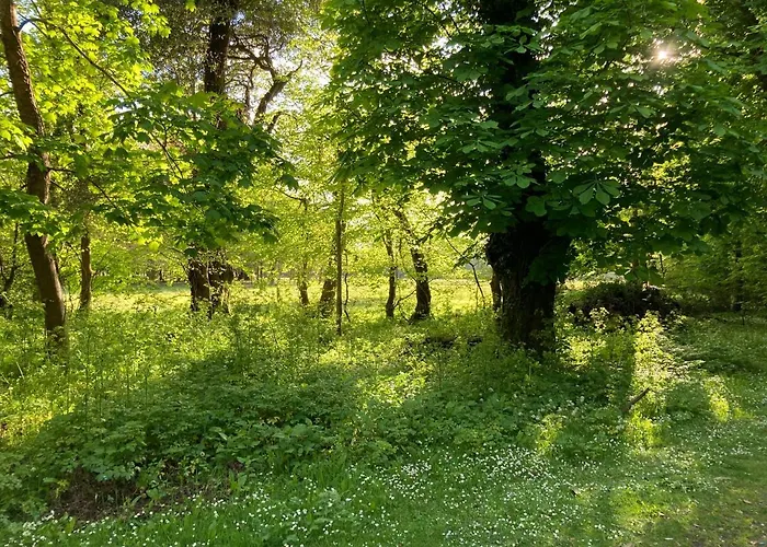 Ivy Bed & Breakfast *