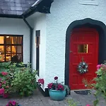 Ivy * Cill Airne