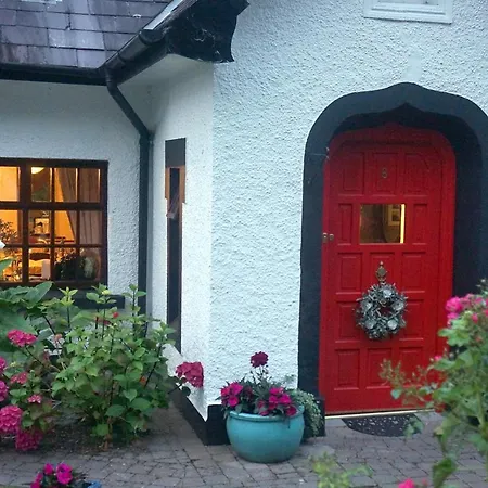 Ivy * Killarney