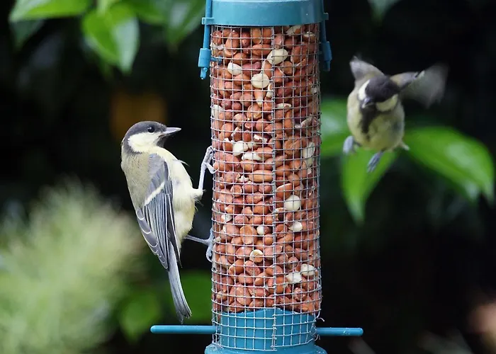 Couette-café Ivy Killarney